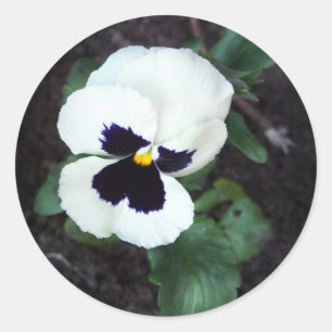 Lovely White Pansy Runder Aufkleber