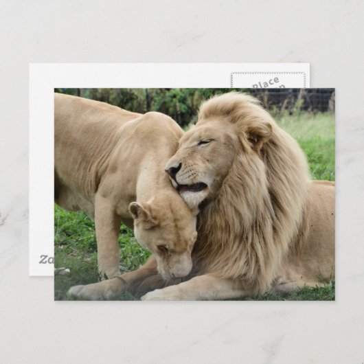 Lover Lions Postkarte (Vorne/Hinten)
