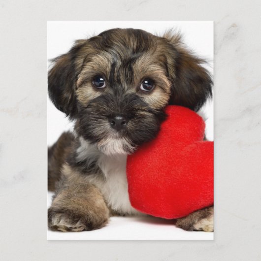 Lover Valentine Havanese Puppy Dog Feiertagspostkarte (Vorderseite)