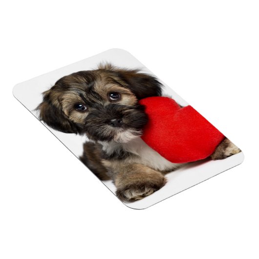 Lover Valentine Havanese Puppy Dog Magnet (Rechte Seite)