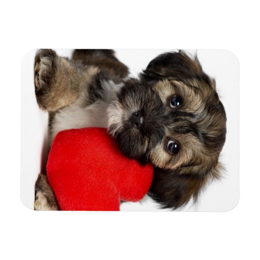 Lover Valentine Havanese Puppy Dog Magnet (Horizontal)