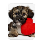 Lover Valentine Havanese Puppy Dog Magnet (Vertikal)