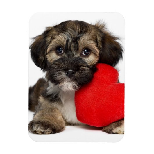 Lover Valentine Havanese Puppy Dog Magnet (Vertikal)