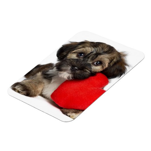 Lover Valentine Havanese Puppy Dog Magnet (Linke Seite)