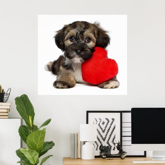 Lover Valentine Havanese Puppy Dog Poster (Heimbüro)