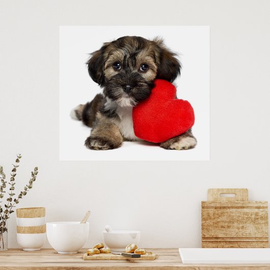 Lover Valentine Havanese Puppy Dog Poster (Küche)