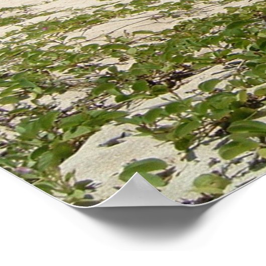 Lover's Beach, Nevis Poster (Ecke)