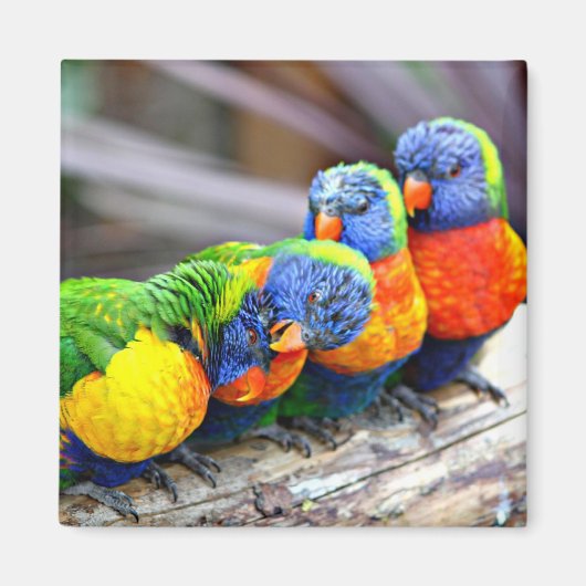 Lovey-Dovey Parrots Magnet (Vorne)