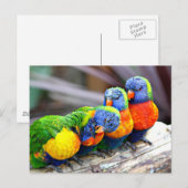 Lovey-Dovey Parrots Postkarte (Vorne/Hinten)