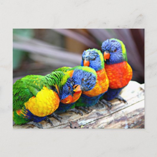 Lovey-Dovey Parrots Postkarte (Vorderseite)
