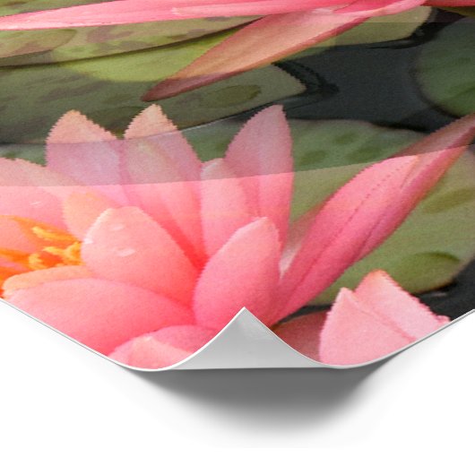 Lovin' Lilies.... Poster (Ecke)