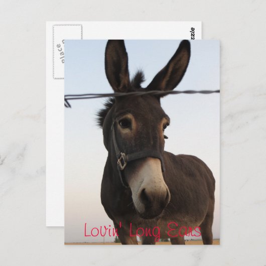 Lovin' Long Ears Postkarte (Vorne/Hinten)