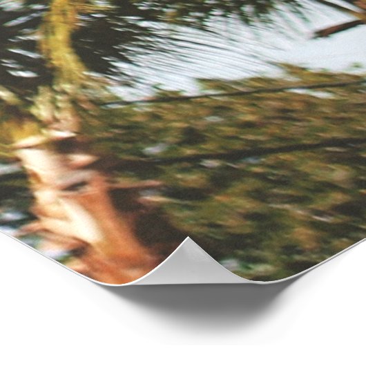 LOW-ANGLE PHOTOGRAPHY OF GREEN COCONUT TREES UNDER POSTER (Ecke)