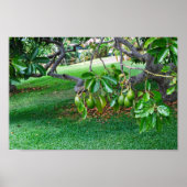 Low Hanging Avocados auf Far, Insel Hawaii Poster (Vorne)