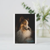 Low Key Shetland Sheepdog Postkarte (Stehend Vorderseite)