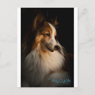 Low Key Shetland Sheepdog Postkarte