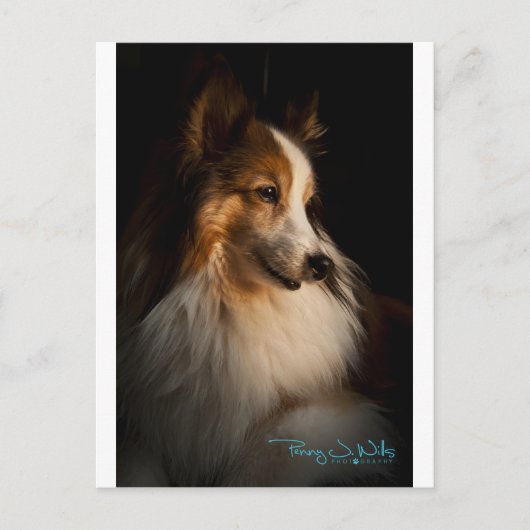 Low Key Shetland Sheepdog Postkarte (Vorderseite)