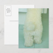 Low-Sektion-Ansicht eines Miniaturpoodles Postkarte (Vorne/Hinten)