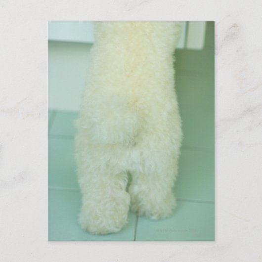 Low-Sektion-Ansicht eines Miniaturpoodles Postkarte (Vorderseite)