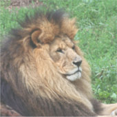 Löwe 001 aufkleber (Vorderseite)