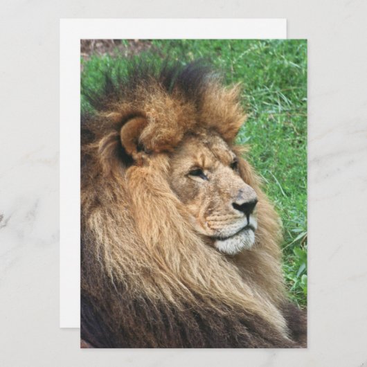 Löwe 001 feiertagskarte (Vorne/Hinten)