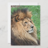 Löwe 001 feiertagskarte (Vorderseite)