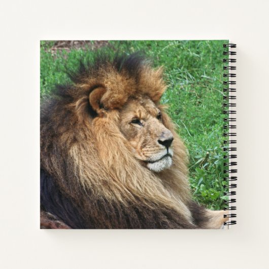 Löwe 001 notizblock (Rückseite)