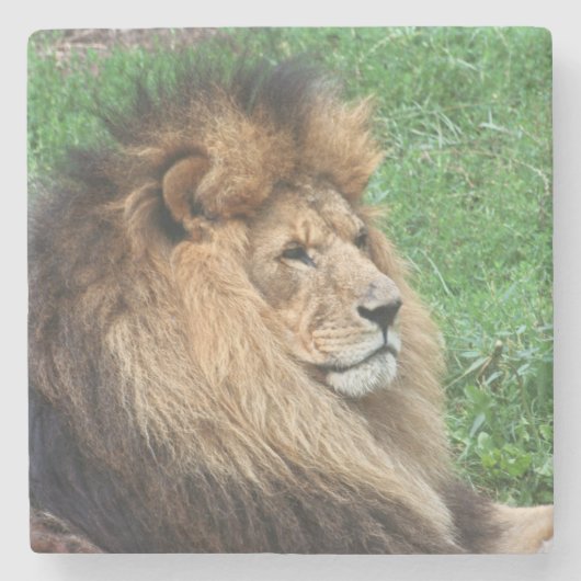 Löwe 001 steinuntersetzer (Vorderseite)