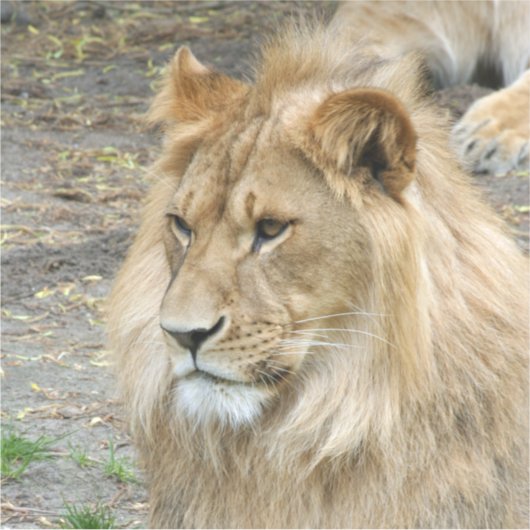 Löwe 011 aufkleber (Vorderseite)