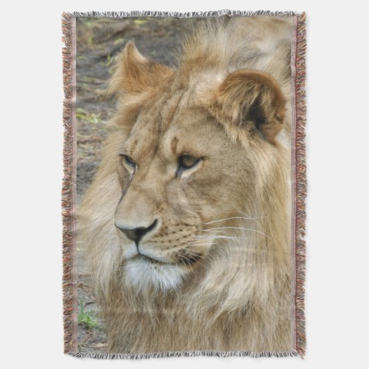 Löwe 011 decke (Vorderseite Vertikal)