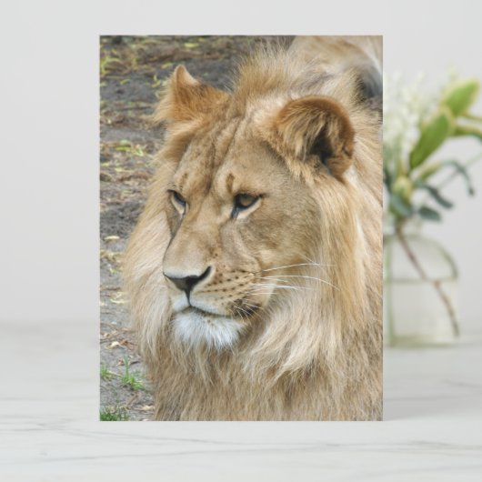 Löwe 011 feiertagskarte (Stehend Vorderseite)