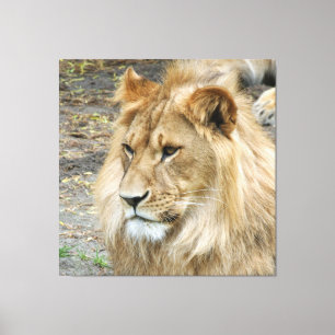 Löwe 011 leinwanddruck