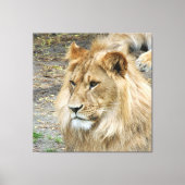 Löwe 011 leinwanddruck (Vorderseite)