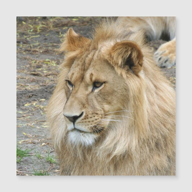 Löwe 011 magnetkarte (Vorderseite)