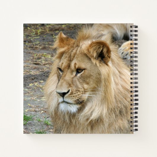 Löwe 011 notizblock (Rückseite)