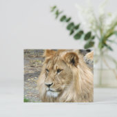 Löwe 011 postkarte (Stehend Vorderseite)