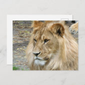 Löwe 011 postkarte (Vorne/Hinten)