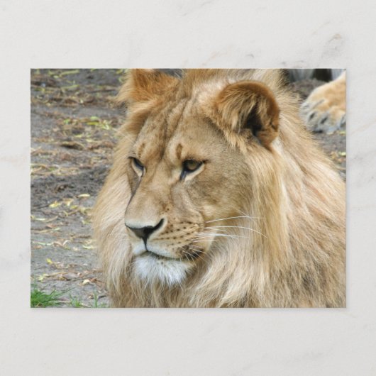 Löwe 011 postkarte (Vorderseite)