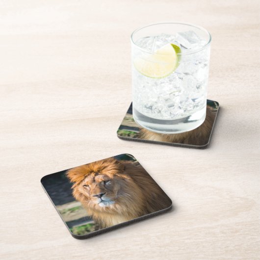 Löwe 013 getränkeuntersetzer (Rechte Seite)