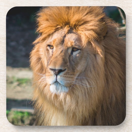 Löwe 013 getränkeuntersetzer (Vorderseite)