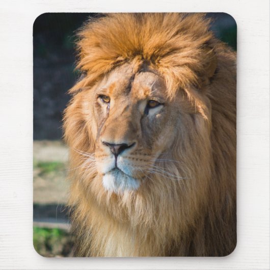 Löwe 013 mousepad (Vorne)