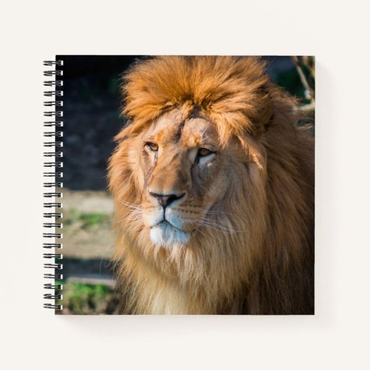 Löwe 013 notizblock (Vorderseite)