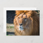 Löwe 013 postkarte (Vorne/Hinten)