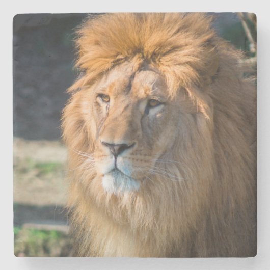 Löwe 013 steinuntersetzer (Vorderseite)