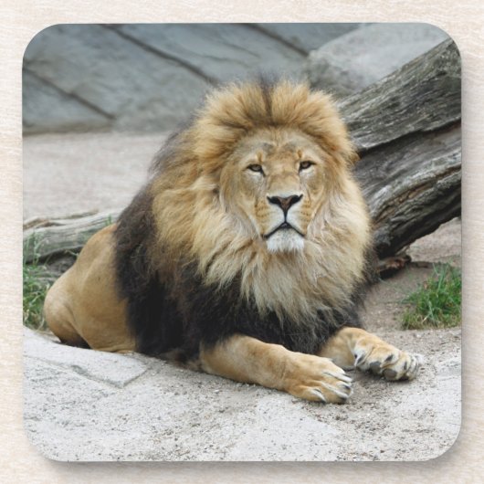 Löwe 020 getränkeuntersetzer (Vorderseite)