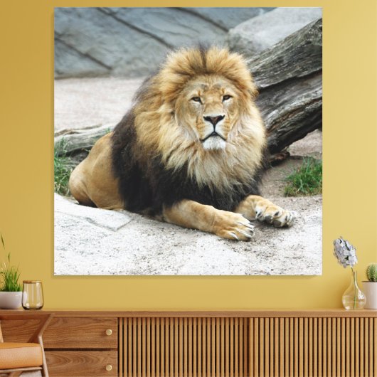 Löwe 020 leinwanddruck (Insitu (Wohnzimmer))
