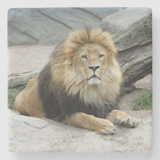 Löwe 020 steinuntersetzer (Vorderseite)