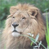 Löwe 021 aufkleber (Vorderseite)