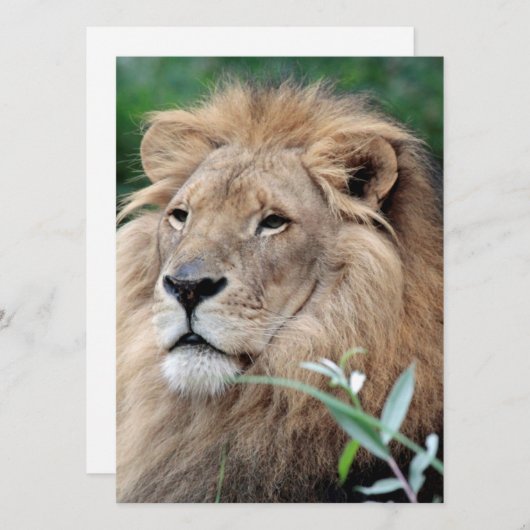 Löwe 021 feiertagskarte (Vorne/Hinten)