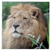 Löwe 021 fliese (Vorderseite)